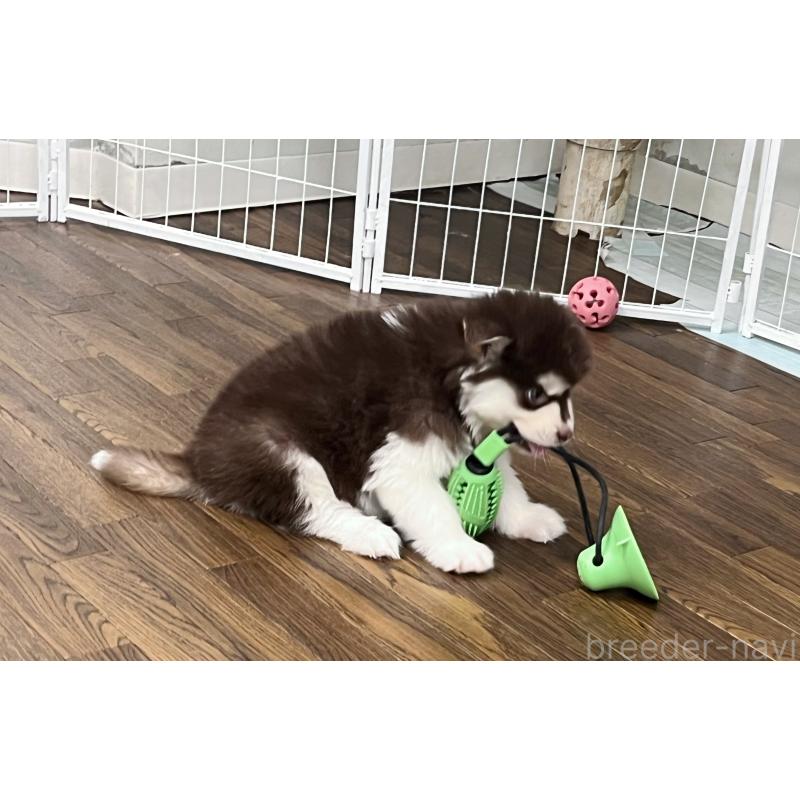 成約済の東京都のアラスカンマラミュート-425209の4枚目