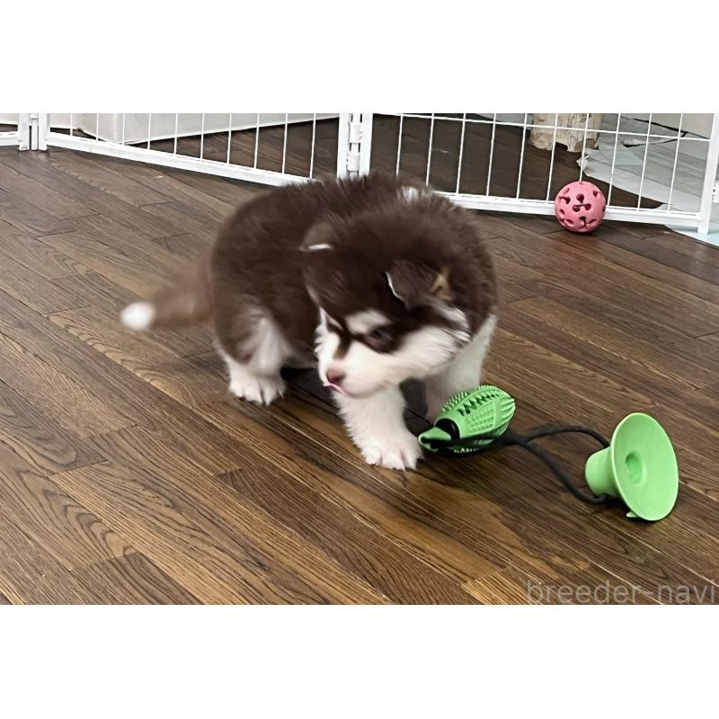 成約済の東京都のアラスカンマラミュート-425209の3枚目