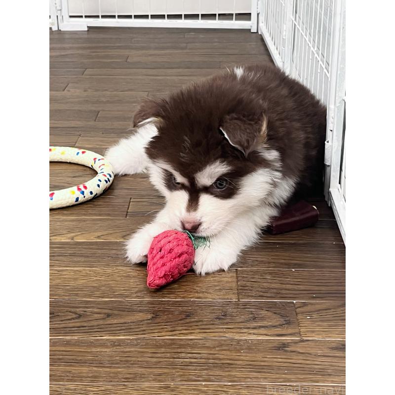 成約済の東京都のアラスカンマラミュート-425209の2枚目