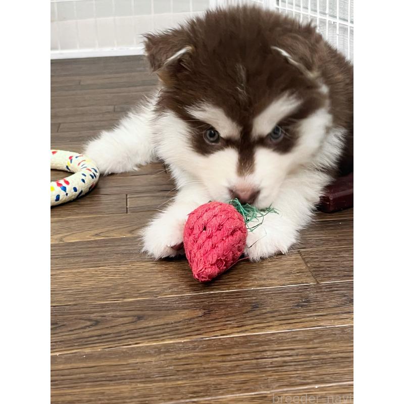 成約済の東京都のアラスカンマラミュート-425209の1枚目