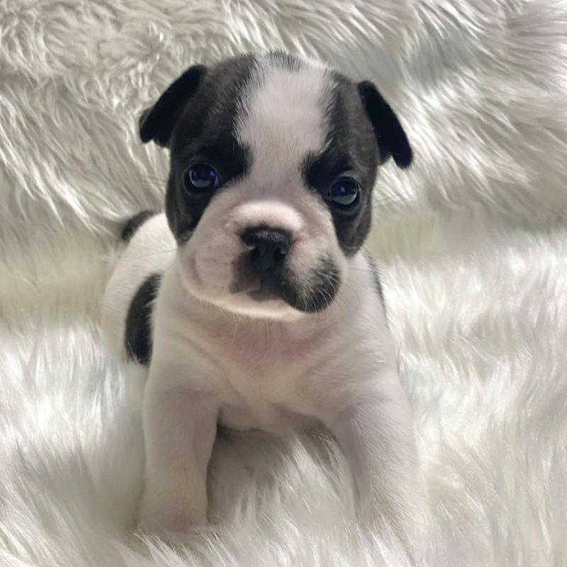 販売中の佐賀県のフレンチブルドッグ-427679の1枚目