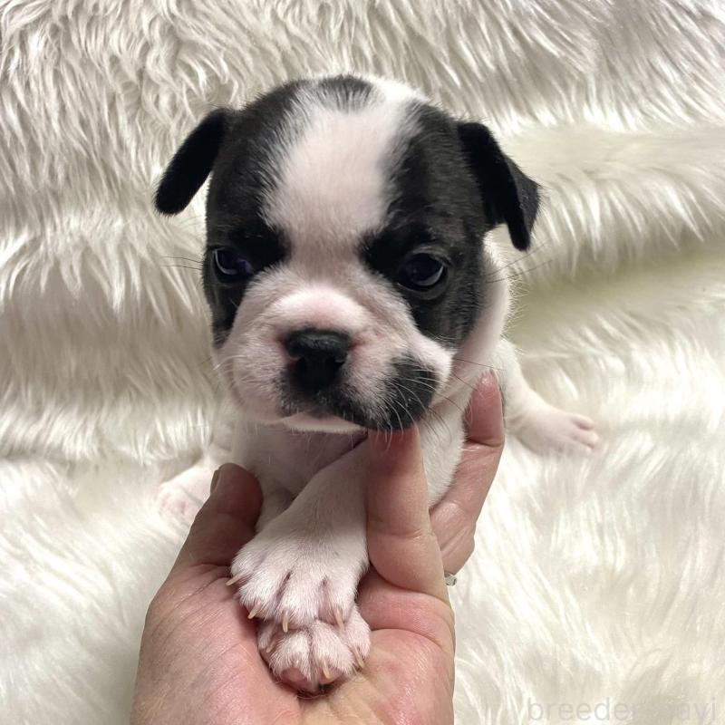 販売中の佐賀県のフレンチブルドッグ-427679の4枚目