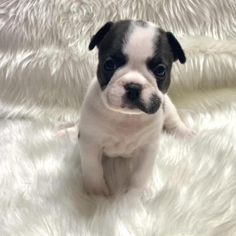 販売中の佐賀県のフレンチブルドッグ-427679の3枚目