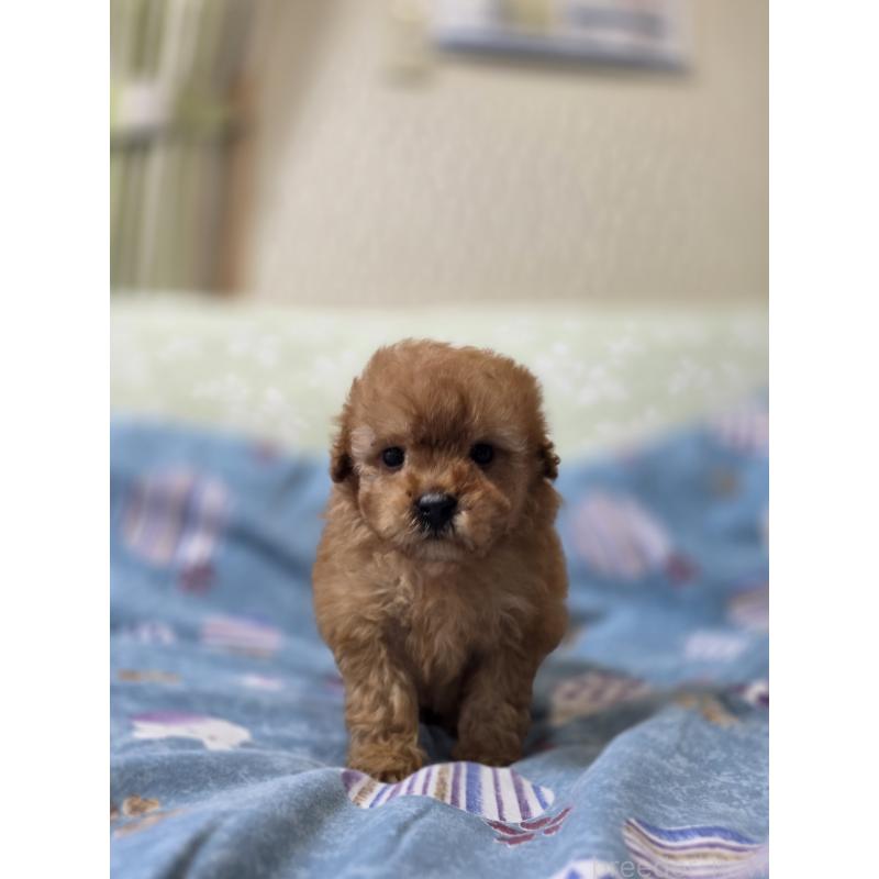 販売中の埼玉県のティーカッププードル-427680の17枚目