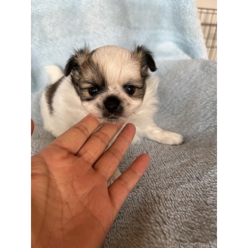 販売中の愛知県のポメチワ:ポメラニアン×チワワ-425343