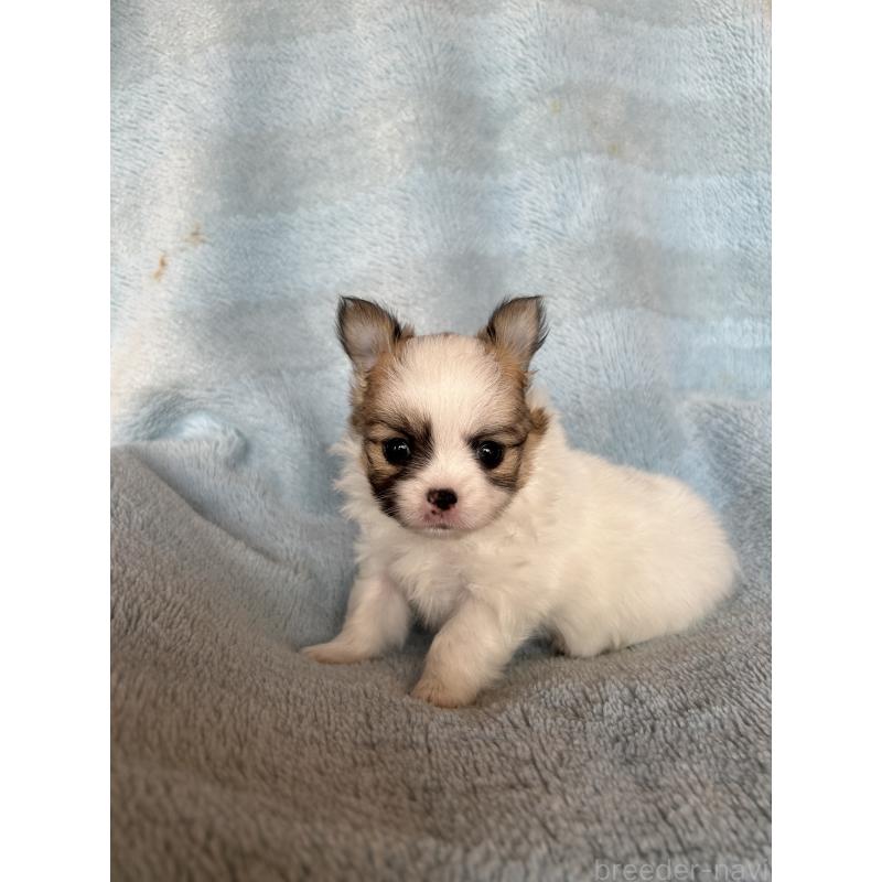 販売中の愛知県のポメチワ:ポメラニアン×チワワ-425345