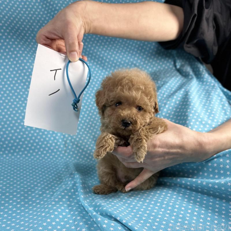 販売中の北海道のタイニープードル-427683の3枚目