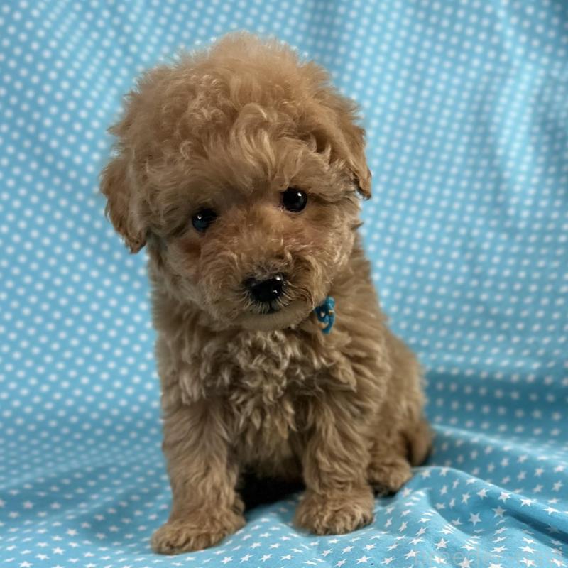 販売中の北海道のタイニープードル-427683