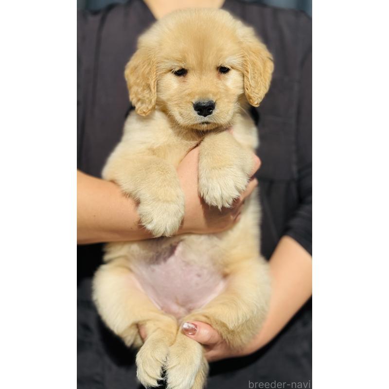 成約済の徳島県のゴールデンレトリーバー-424430の5枚目