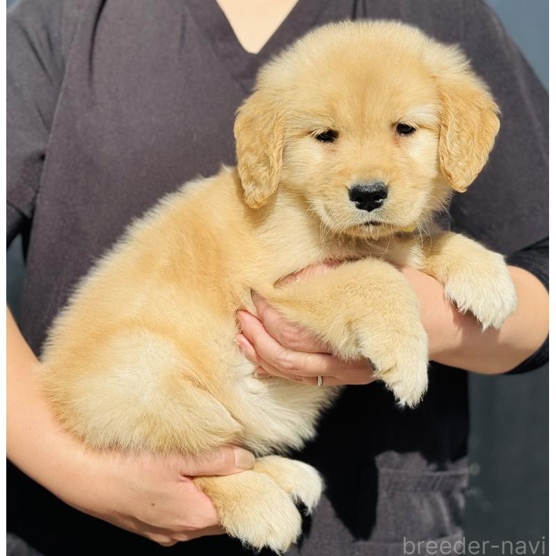成約済の徳島県のゴールデンレトリーバー-424430の3枚目