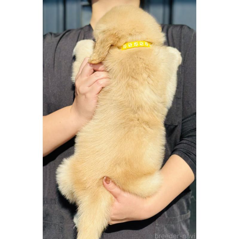 成約済の徳島県のゴールデンレトリーバー-424430の2枚目