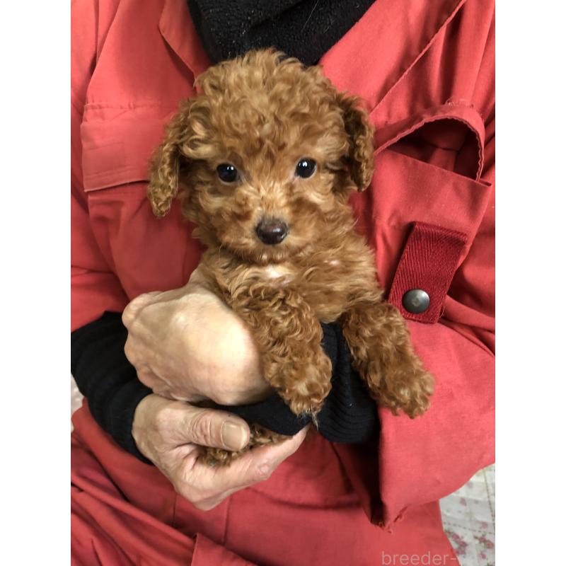 販売中の兵庫県のトイプードル-425639