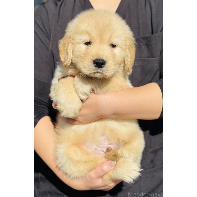 成約済の徳島県のゴールデンレトリーバー-424426の5枚目