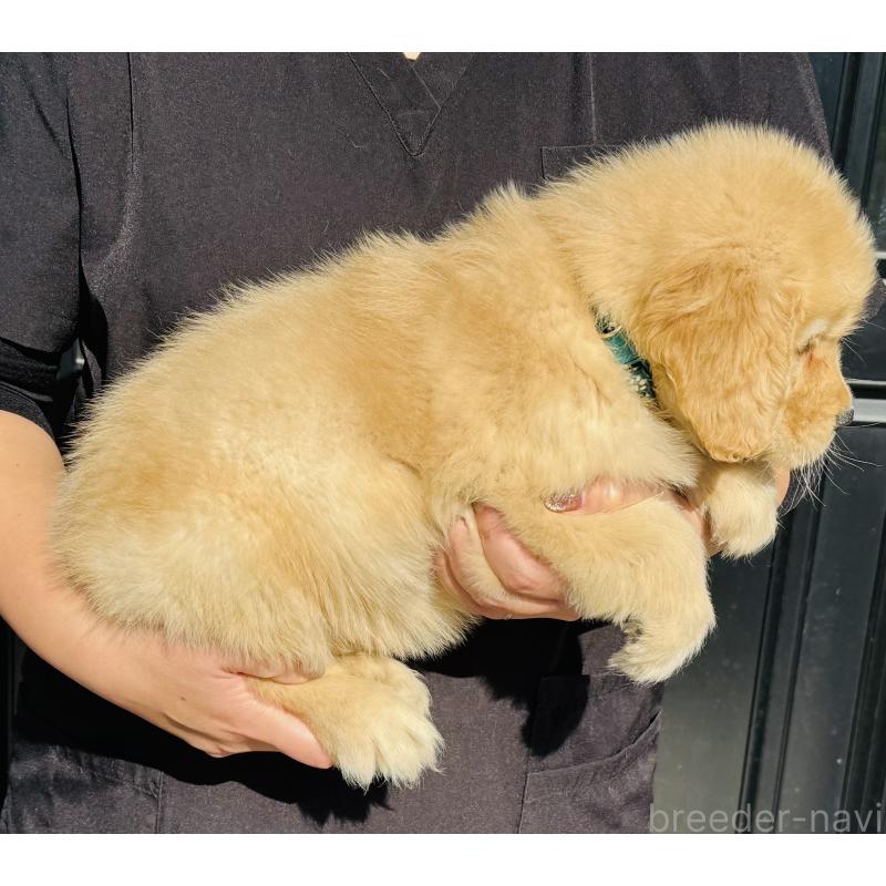 成約済の徳島県のゴールデンレトリーバー-424426の4枚目