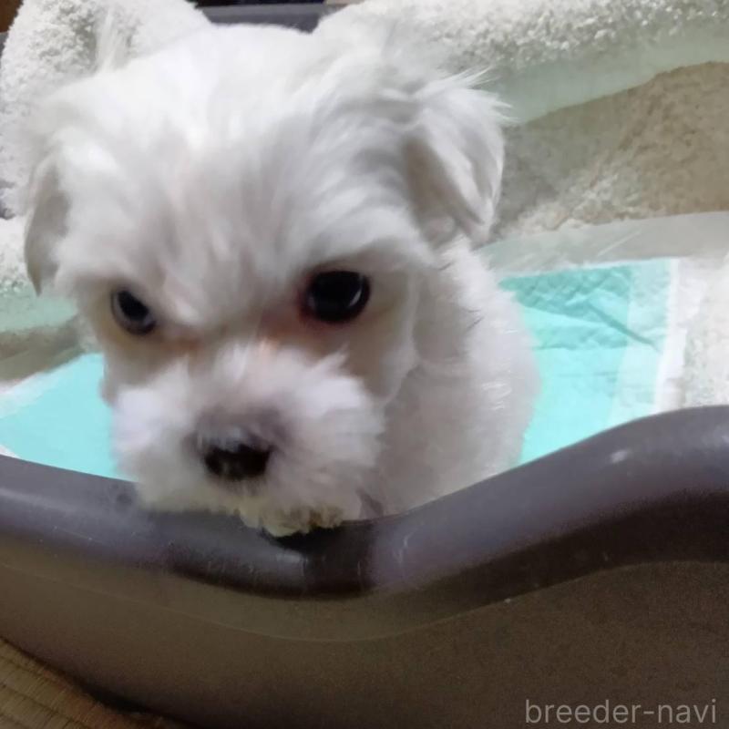 販売中の宮城県のマルチーズ-427684の7枚目