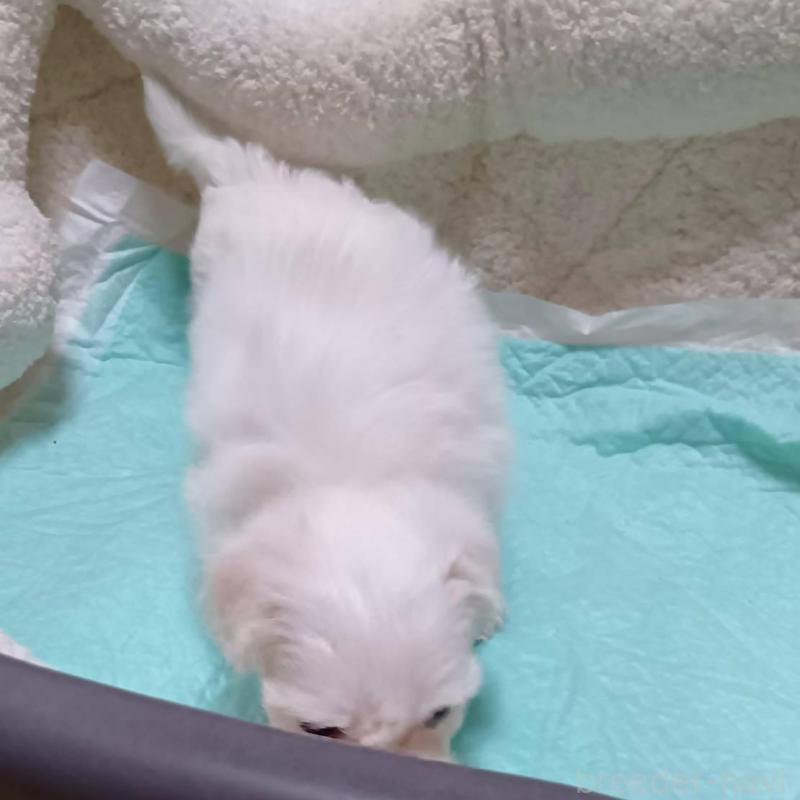 販売中の宮城県のマルチーズ-427684の6枚目