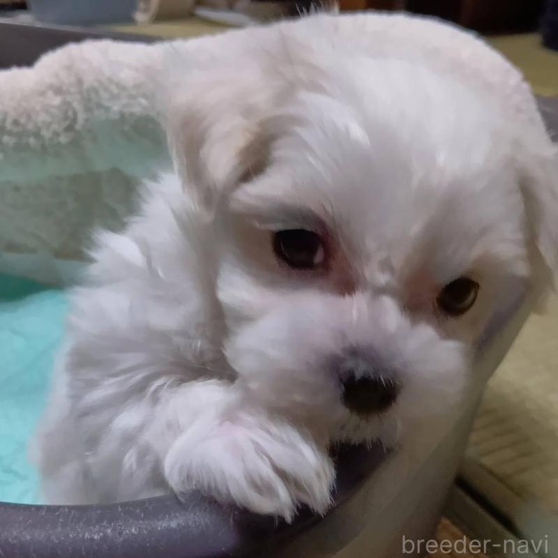 販売中の宮城県のマルチーズ-427684の5枚目