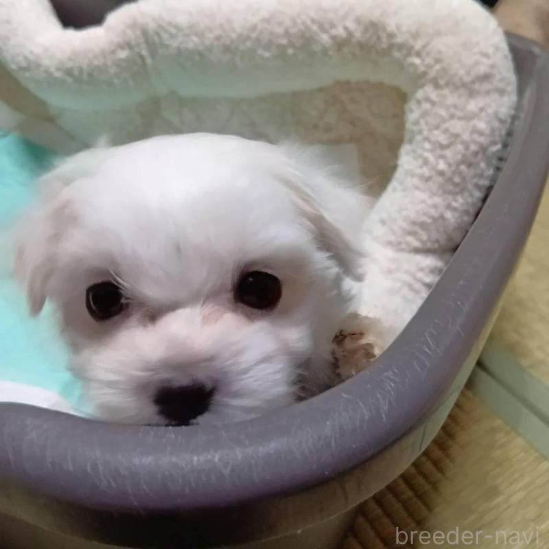 販売中の宮城県のマルチーズ-427684の4枚目