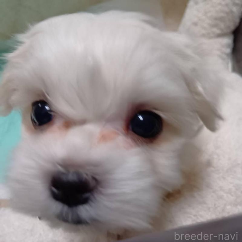 販売中の宮城県のマルチーズ-427684の3枚目