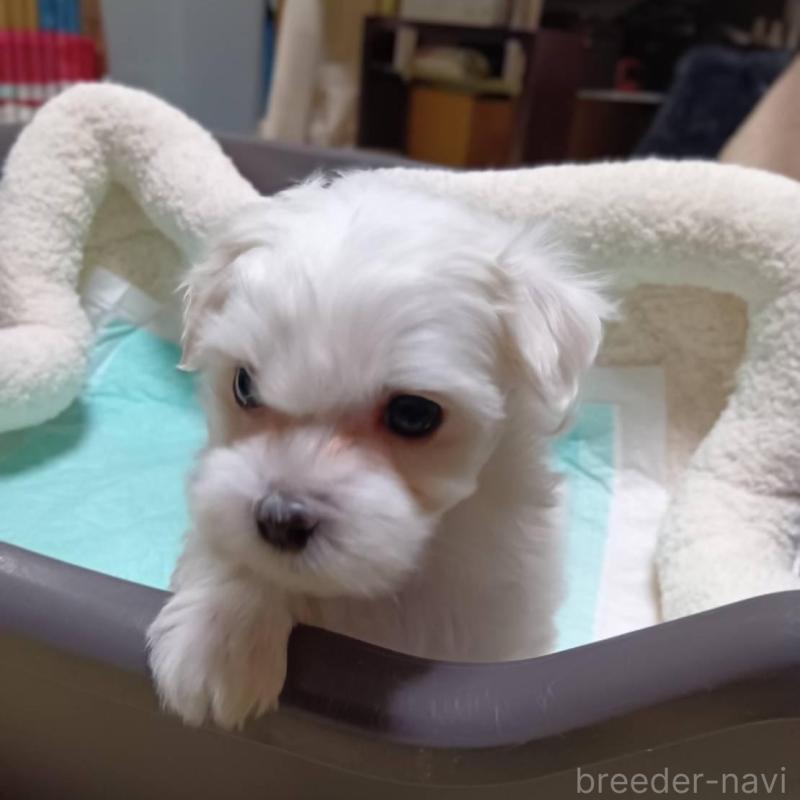 販売中の宮城県のマルチーズ-427684の2枚目