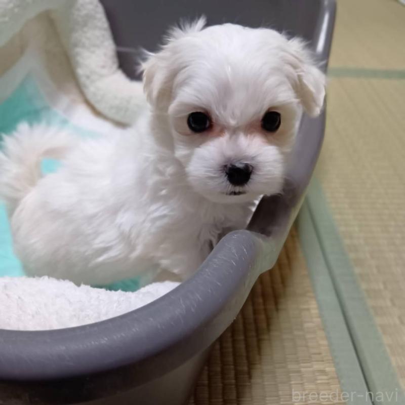 販売中の宮城県のマルチーズ-427684の1枚目