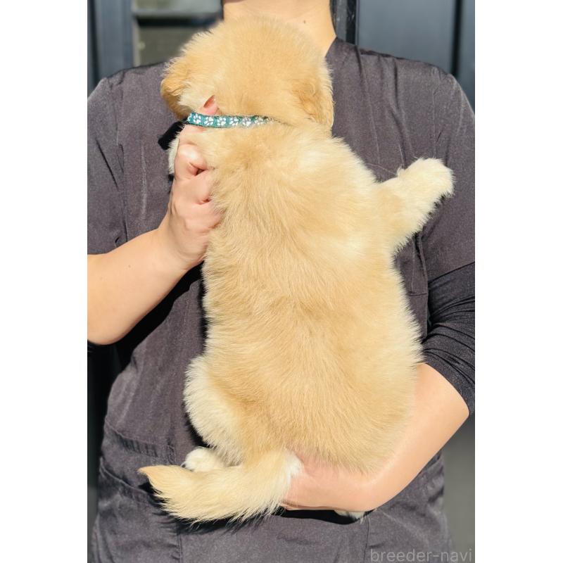 成約済の徳島県のゴールデンレトリーバー-424426の2枚目