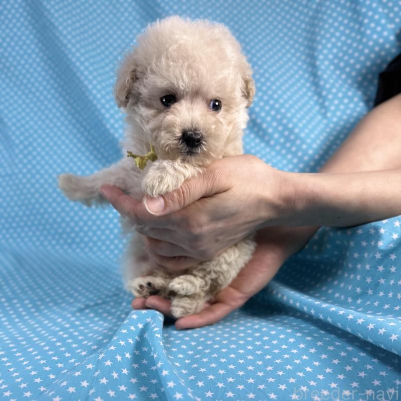 販売中の北海道のタイニープードル-427685の4枚目