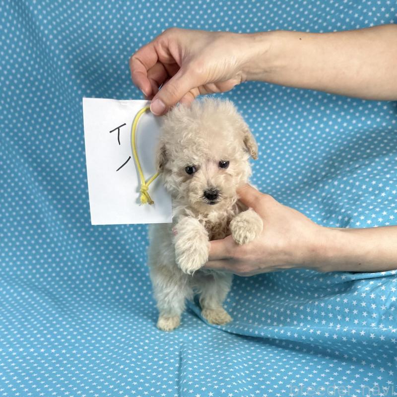 販売中の北海道のタイニープードル-427685の3枚目