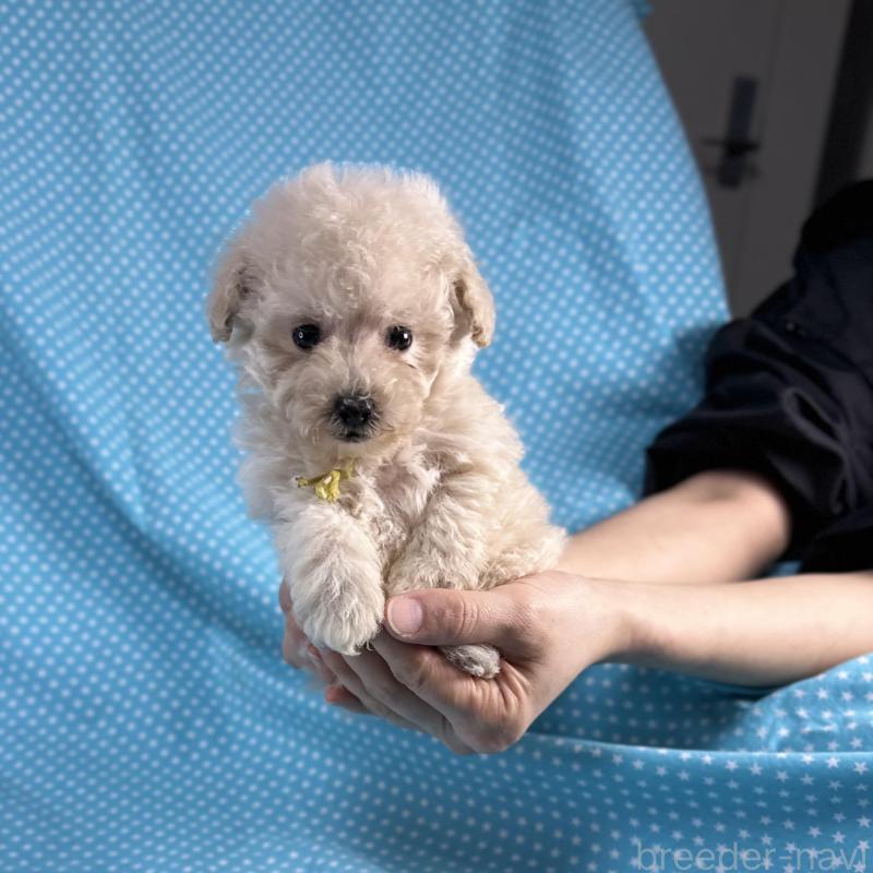 販売中の北海道のタイニープードル-427685の2枚目