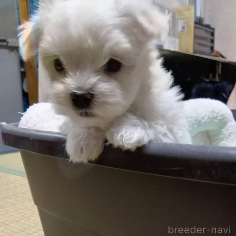 販売中の宮城県のマルチーズ-427686の5枚目