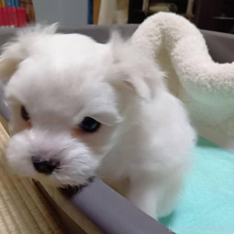 販売中の宮城県のマルチーズ-427686の4枚目