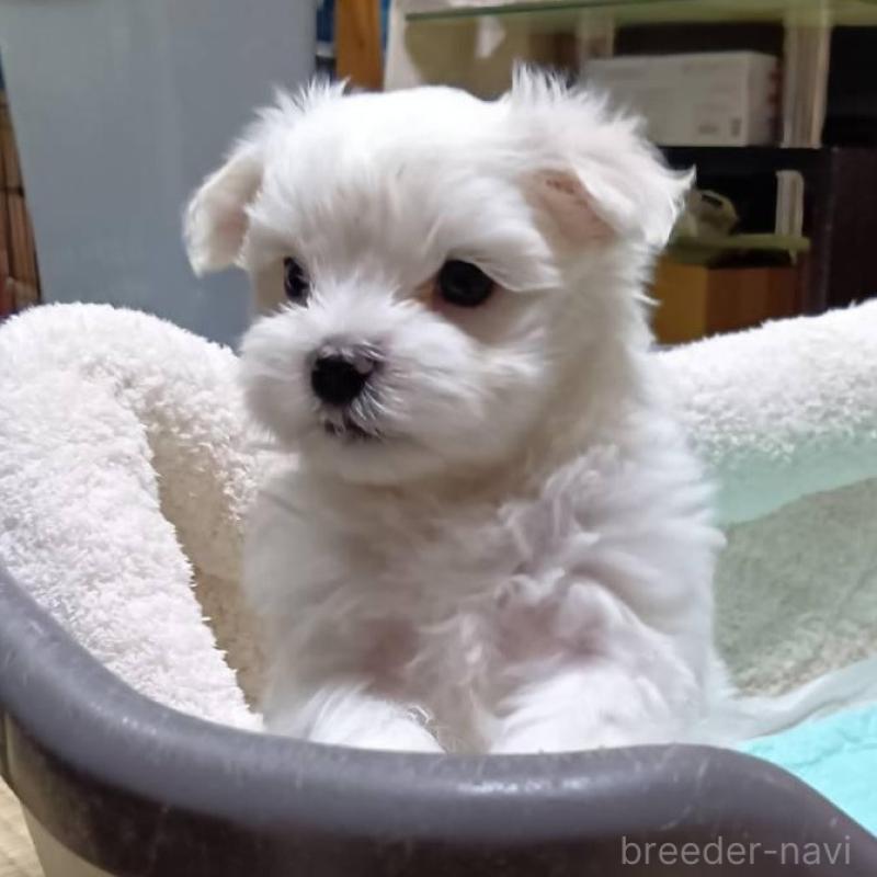 販売中の宮城県のマルチーズ-427686の1枚目