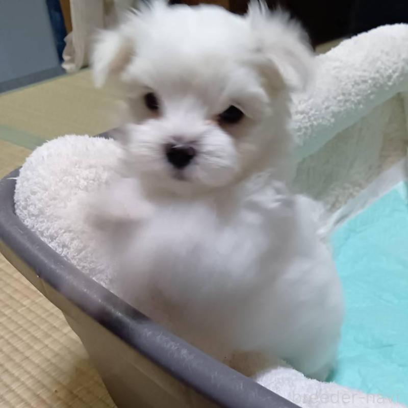 販売中の宮城県のマルチーズ-427686の3枚目