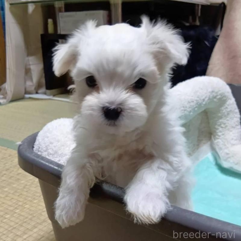 販売中の宮城県のマルチーズ-427686の2枚目