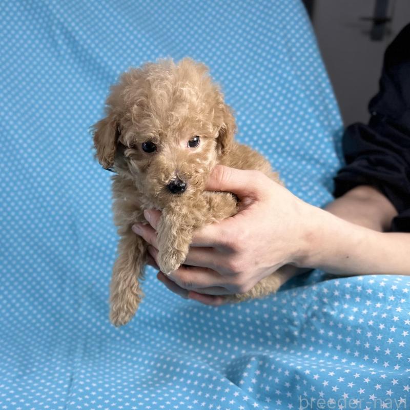 販売中の北海道のタイニープードル-427689の4枚目