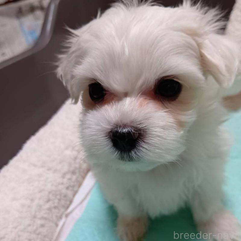 販売中の宮城県のマルチーズ-427687の1枚目