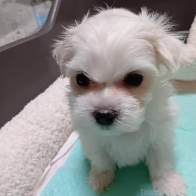 販売中の宮城県のマルチーズ-427687の6枚目