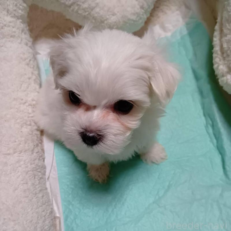 販売中の宮城県のマルチーズ-427687の5枚目