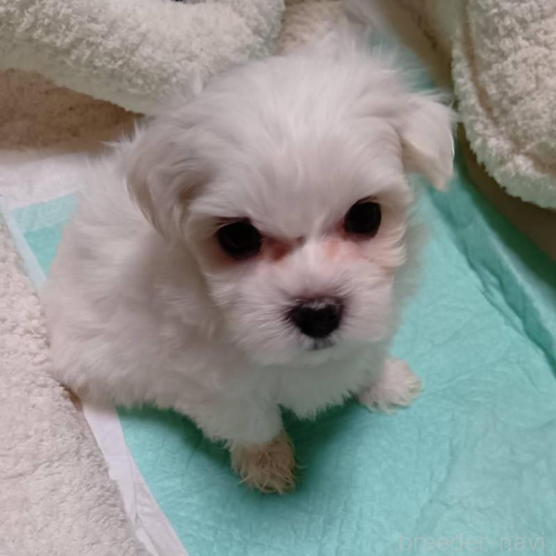 販売中の宮城県のマルチーズ-427687の4枚目