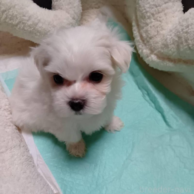 販売中の宮城県のマルチーズ-427687の3枚目