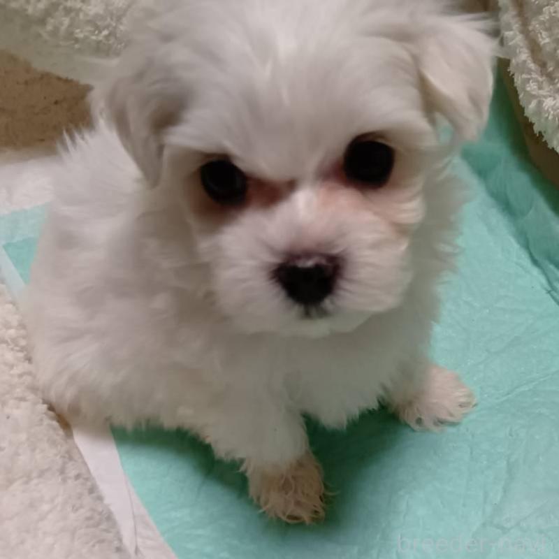 販売中の宮城県のマルチーズ-427687の2枚目