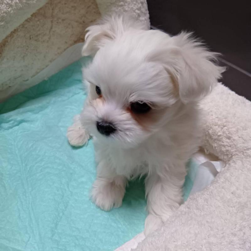 販売中の宮城県のマルチーズ-427688の3枚目