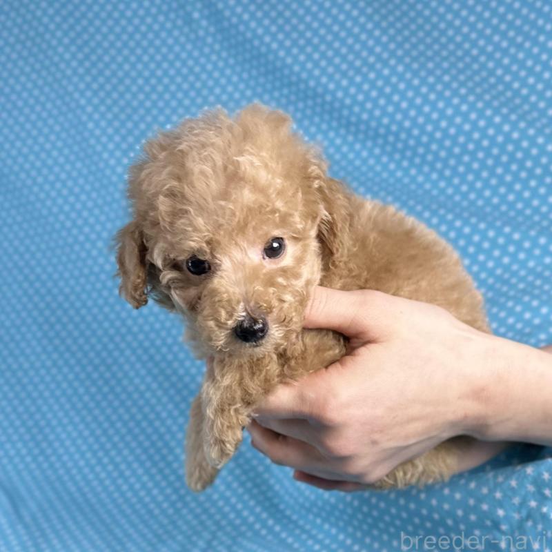 販売中の北海道のタイニープードル-427689の3枚目