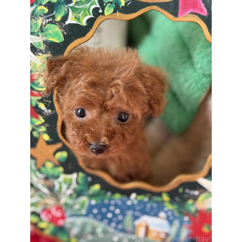 販売中の宮崎県のティーカッププードル-426664の12枚目