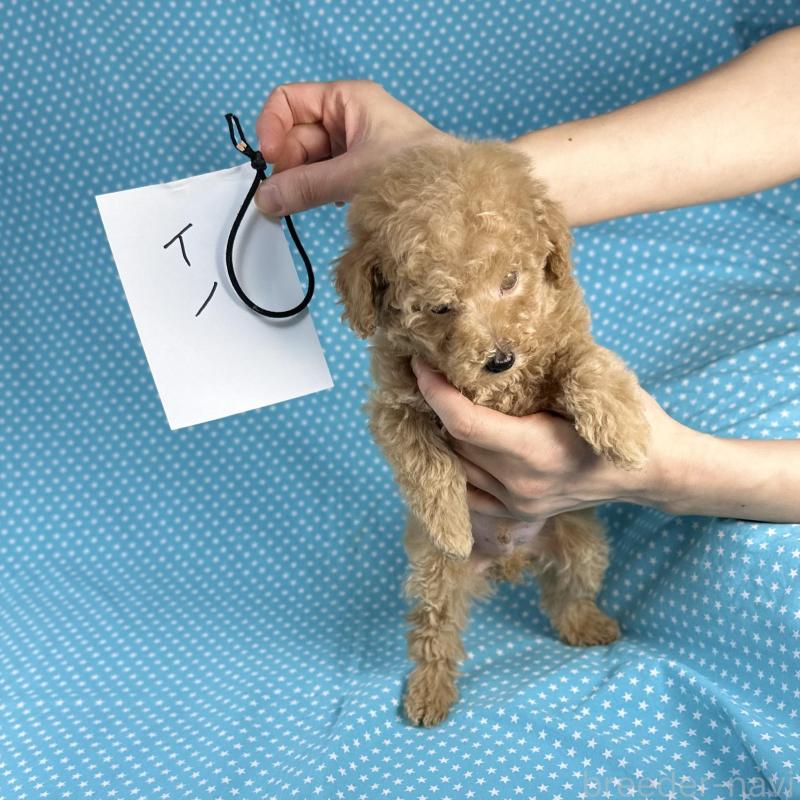 販売中の北海道のタイニープードル-427689の2枚目