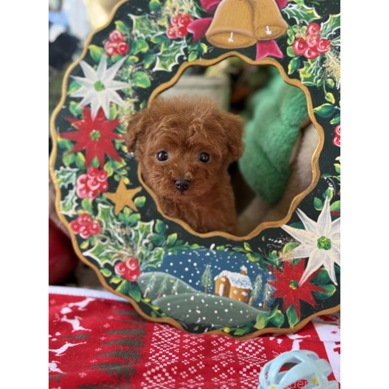 販売中の宮崎県のティーカッププードル-426664の11枚目