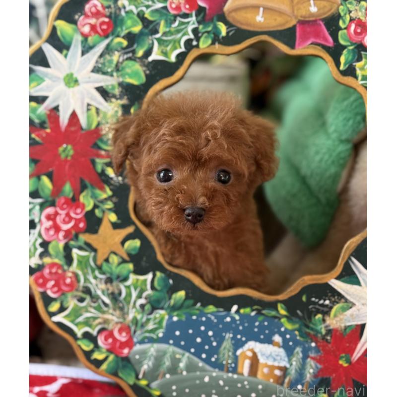 販売中の宮崎県のティーカッププードル-426664の10枚目