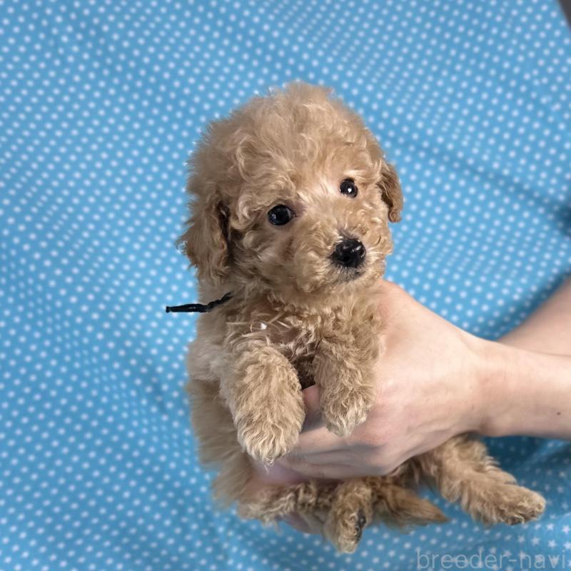 販売中の北海道のタイニープードル-427689の1枚目