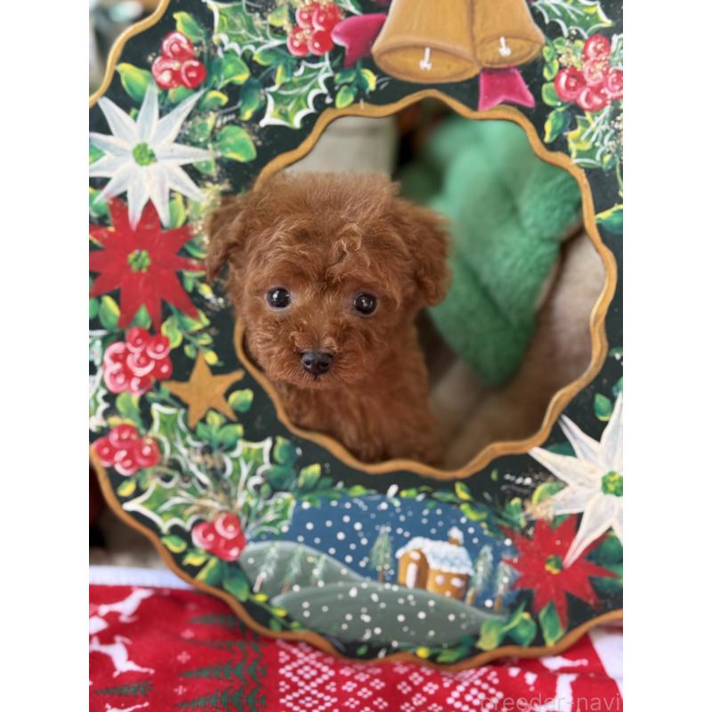 販売中の宮崎県のティーカッププードル-426664の9枚目