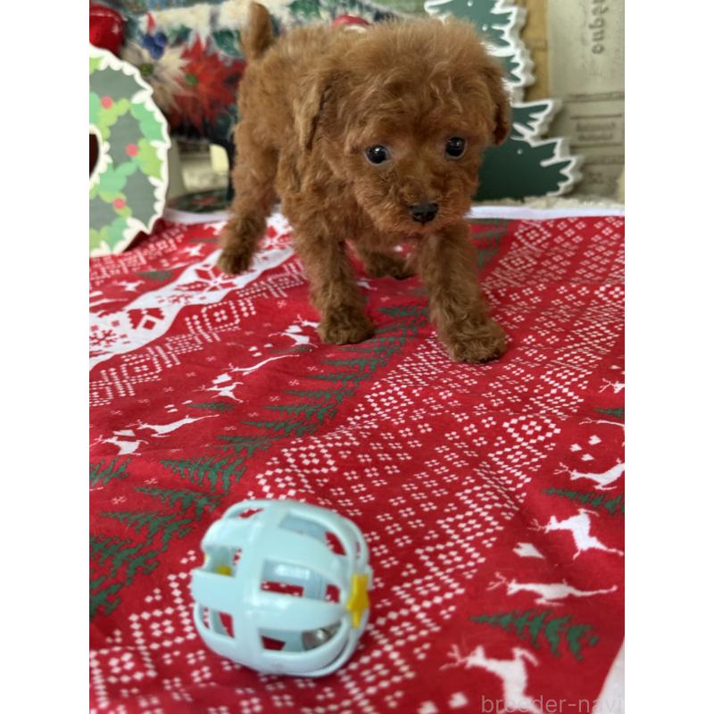 販売中の宮崎県のティーカッププードル-426664の8枚目